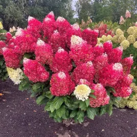 najdluzej-kwitnaca-hortensja-bukietowa-living-red-velvet-kwitnie-100-dni