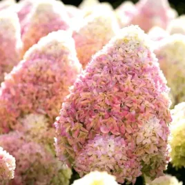 hortensja-bukietowa-living-summer-love-cukierkowa