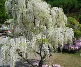 wisteria-alba-najszybciej-rosnaca-3-m-w-rok-kwitnie-2-razy-w-roku