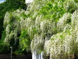 wisteria-alba-najszybciej-rosnaca-3-m-w-rok-kwitnie-2-razy-w-roku-styl-ogrod-japonski-ogrod-nowoczesny-ogrod-skalny-ogrod-srodziemnomorski-ogrod-wiejski