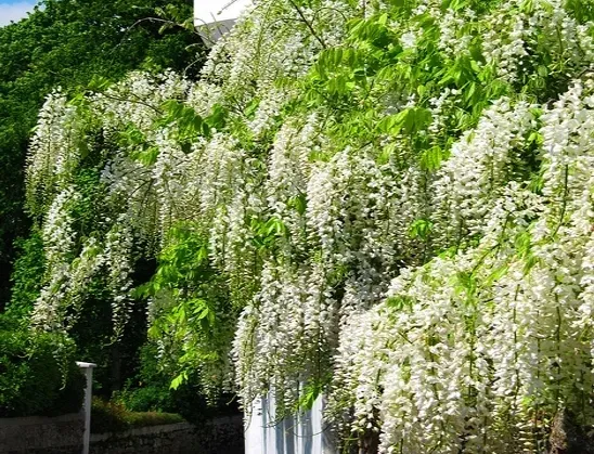wisteria-alba-najszybciej-rosnaca-3-m-w-rok-kwitnie-2-razy-w-roku-styl-ogrod-japonski-ogrod-nowoczesny-ogrod-skalny-ogrod-srodziemnomorski-ogrod-wiejski