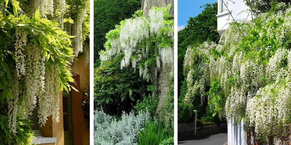 wisteria-alba-najszybciej-rosnaca-3-m-w-rok-kwitnie-2-razy-w-roku