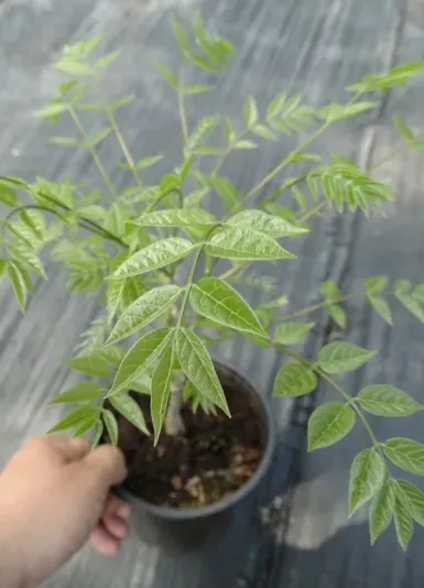 wisteria-alba-najszybciej-rosnaca-3-m-w-rok-kwitnie-2-razy-w-roku-kod-producenta-5904172842381