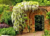 wisteria-alba-najszybciej-rosnaca-3-m-w-rok-kwitnie-2-razy-w-roku-nazwa-lacinska-wisteria-sinensis