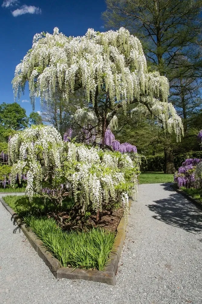 wisteria-alba-najszybciej-rosnaca-3-m-w-rok-kwitnie-2-razy-w-roku-styl-ogrod-japonski-ogrod-nowoczesny-ogrod-skalny-ogrod-srodziemnomorski-ogrod-wiejski