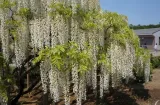 wisteria-alba-najszybciej-rosnaca-3-m-w-rok-kwitnie-2-razy-w-roku-styl-ogrod-japonski-ogrod-nowoczesny-ogrod-skalny-ogrod-srodziemnomorski-ogrod-wiejski-kod-producenta-5904172842381