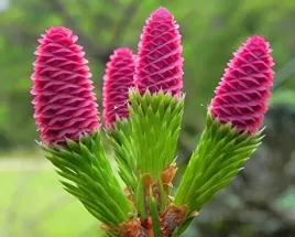 swierk-pusch-o-rozowych-szyszkach