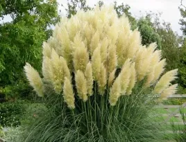 gigantyczna-biala-trawa-pampasowa-sadzonki-promocj
