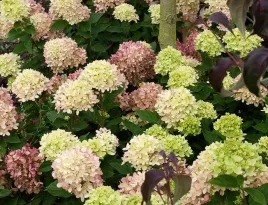 hortensja-bukietowa-pastellgreen-wielkolorowa