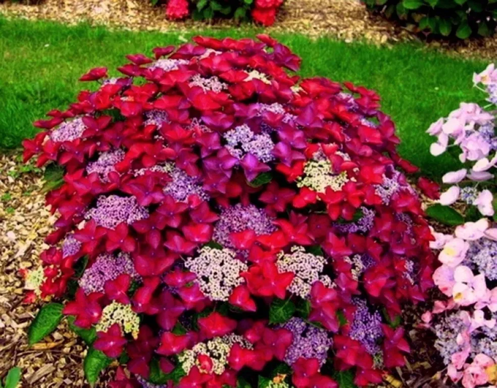 hortensja-rotschwanz-niespotykany-ksztalt-kwiatow-roslina-w-postaci-sadzonka-w-pojemniku-do-05l