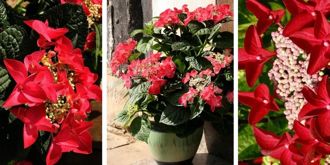 hortensja-rotschwanz-niespotykany-ksztalt-kwiatow