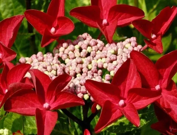hortensja-rotschwanz-niespotykany-ksztalt-kwiatow