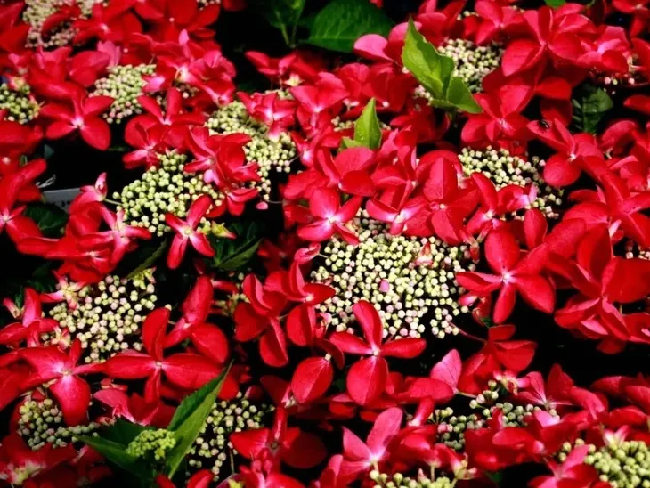 hortensja-rotschwanz-niespotykany-ksztalt-kwiatow-nazwa-lacinska-inna-roslina-w-postaci-sadzonka-w-pojemniku-do-05l