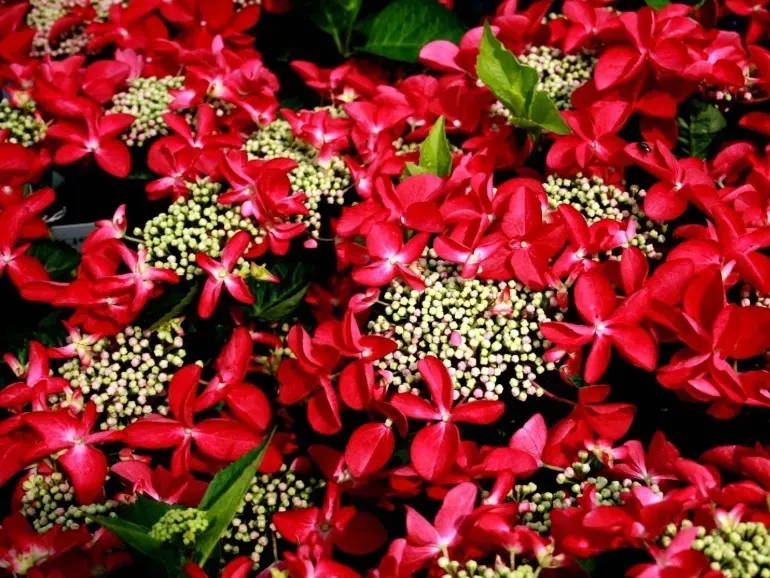 hortensja-rotschwanz-niespotykany-ksztalt-kwiatow-roslina-w-postaci-sadzonka-w-pojemniku-do-05l