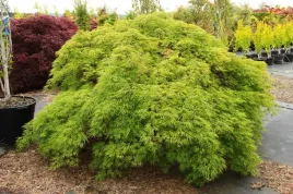 unikat-klon-palmowy-emerald-lace-strzepiasty-60-cm