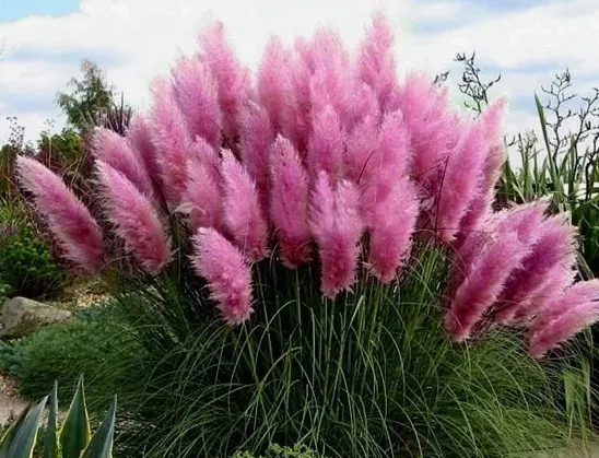 RÓŻOWA TRAWA PAMPASOWA_ŁADNA SADZONKA Cortaderia