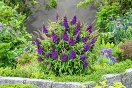 buddleja-butterfly-candy-little-purple-minaturowa
