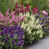 buddleja-butterfly-candy-little-purple-minaturowa-roslina-w-postaci-sadzonka-w-pojemniku-05-1l