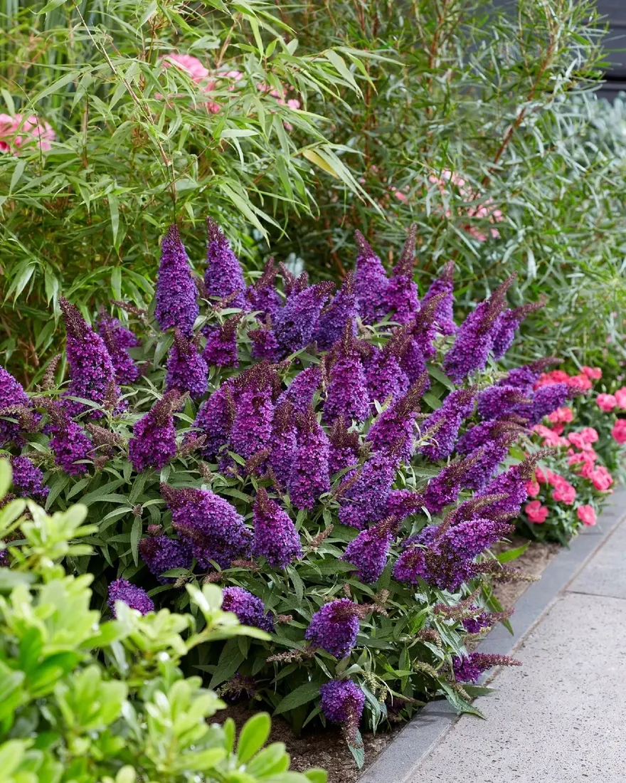 buddleja-butterfly-candy-little-purple-minaturowa