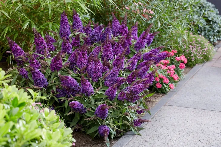 buddleja-butterfly-candy-little-purple-minaturowa-nazwa-lacinska-buddleja-davidii
