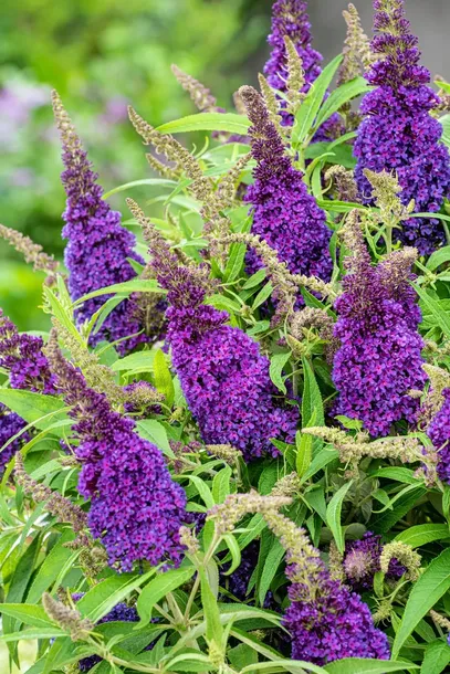 buddleja-butterfly-candy-little-purple-minaturowa-roslina-w-postaci-sadzonka-w-pojemniku-05-1l-kod-producenta-buddleja-butterfly-candy-little-purple