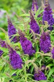 buddleja-butterfly-candy-little-purple-minaturowa-roslina-w-postaci-sadzonka-w-pojemniku-05-1l-kod-producenta-buddleja-butterfly-candy-little-purple