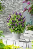 buddleja-butterfly-candy-little-purple-minaturowa-roslina-w-postaci-sadzonka-w-pojemniku-05-1l-nazwa-lacinska-buddleja-davidii