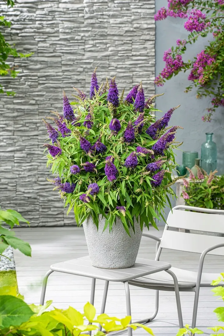 buddleja-butterfly-candy-little-purple-minaturowa-roslina-w-postaci-sadzonka-w-pojemniku-05-1l