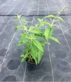 buddleja-butterfly-candy-little-purple-minaturowa-kod-producenta-buddleja-butterfly-candy-little-purple-nazwa-lacinska-buddleja-davidii