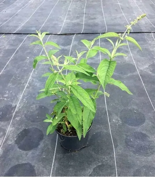buddleja-butterfly-candy-little-purple-minaturowa-roslina-w-postaci-sadzonka-w-pojemniku-05-1l