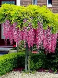 wisteria-rosea-najpiekniejsze-pnacze-swiata-kwitnie-2-razy-w-roku-styl-ogrod-japonski-ogrod-nowoczesny-ogrod-srodziemnomorski-ogrod-wiejski