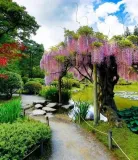 wisteria-rosea-najpiekniejsze-pnacze-swiata-kwitnie-2-razy-w-roku-roslina-w-postaci-sadzonka-w-pojemniku-do-05l