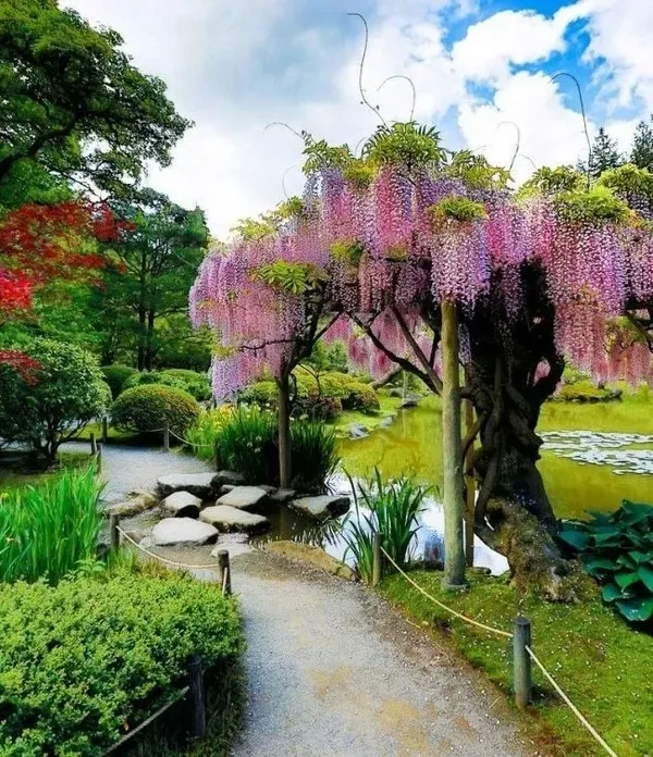 wisteria-rosea-najpiekniejsze-pnacze-swiata-kwitnie-2-razy-w-roku-styl-ogrod-japonski-ogrod-nowoczesny-ogrod-srodziemnomorski-ogrod-wiejski
