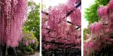 wisteria-rosea-najpiekniejsze-pnacze-swiata-kwitnie-2-razy-w-roku-kod-producenta-5904172841971