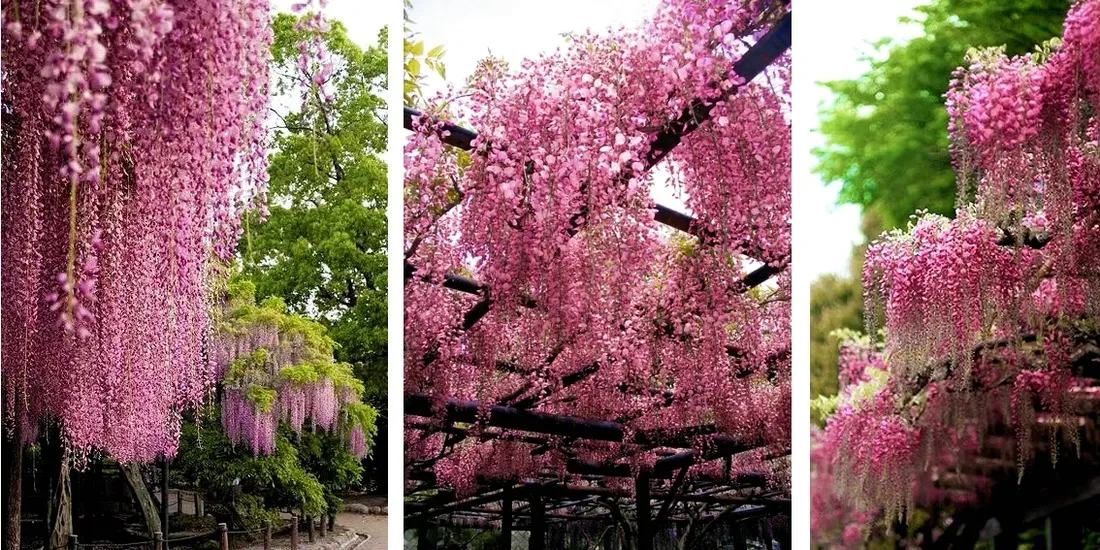 wisteria-rosea-najpiekniejsze-pnacze-swiata-kwitnie-2-razy-w-roku