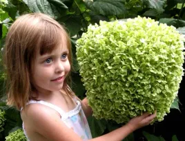 hortensja-krzewiasta-strong-anabelle-gigant