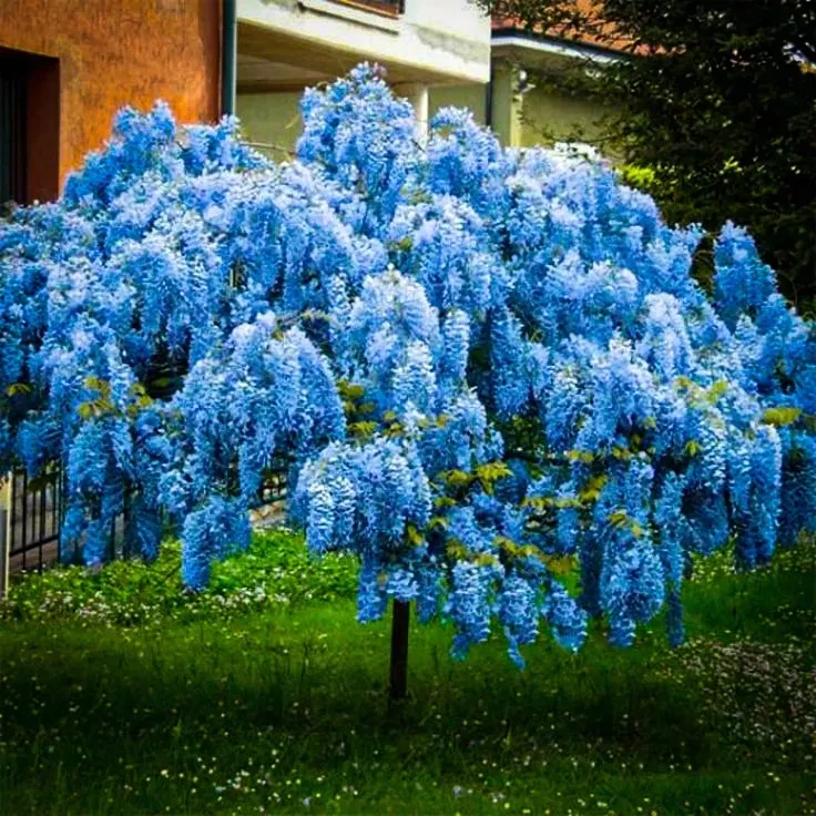 niebieska-karlowa-wisteria-blue-moon-duze-sadzonki-roslina-w-postaci-sadzonka-w-pojemniku-do-05l