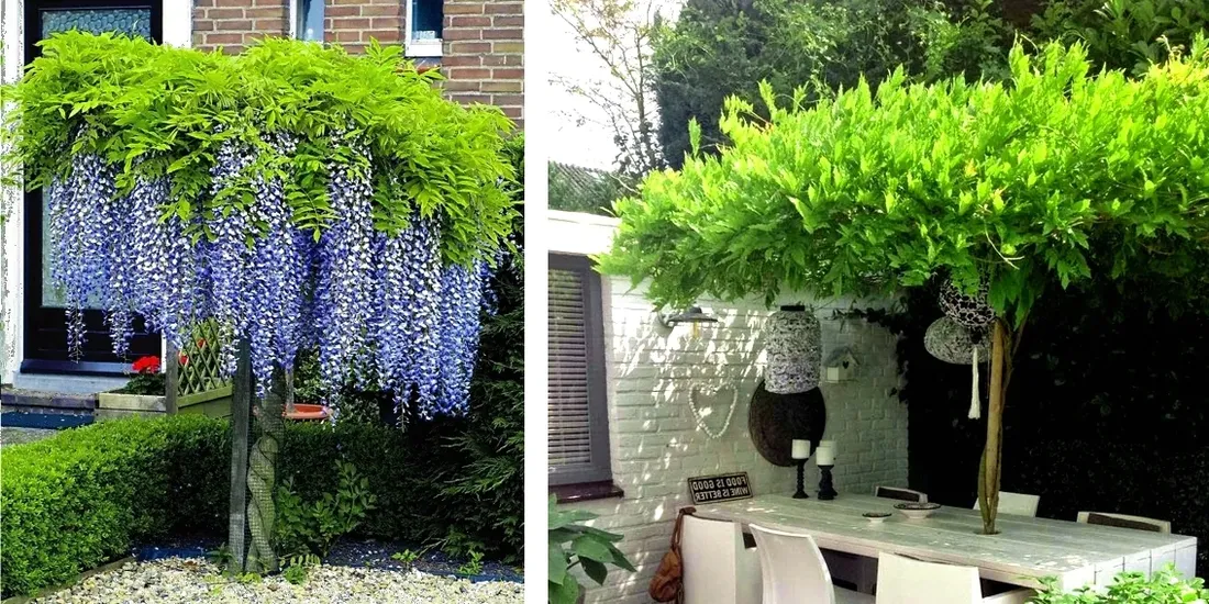 niebieska-karlowa-wisteria-blue-moon-duze-sadzonki