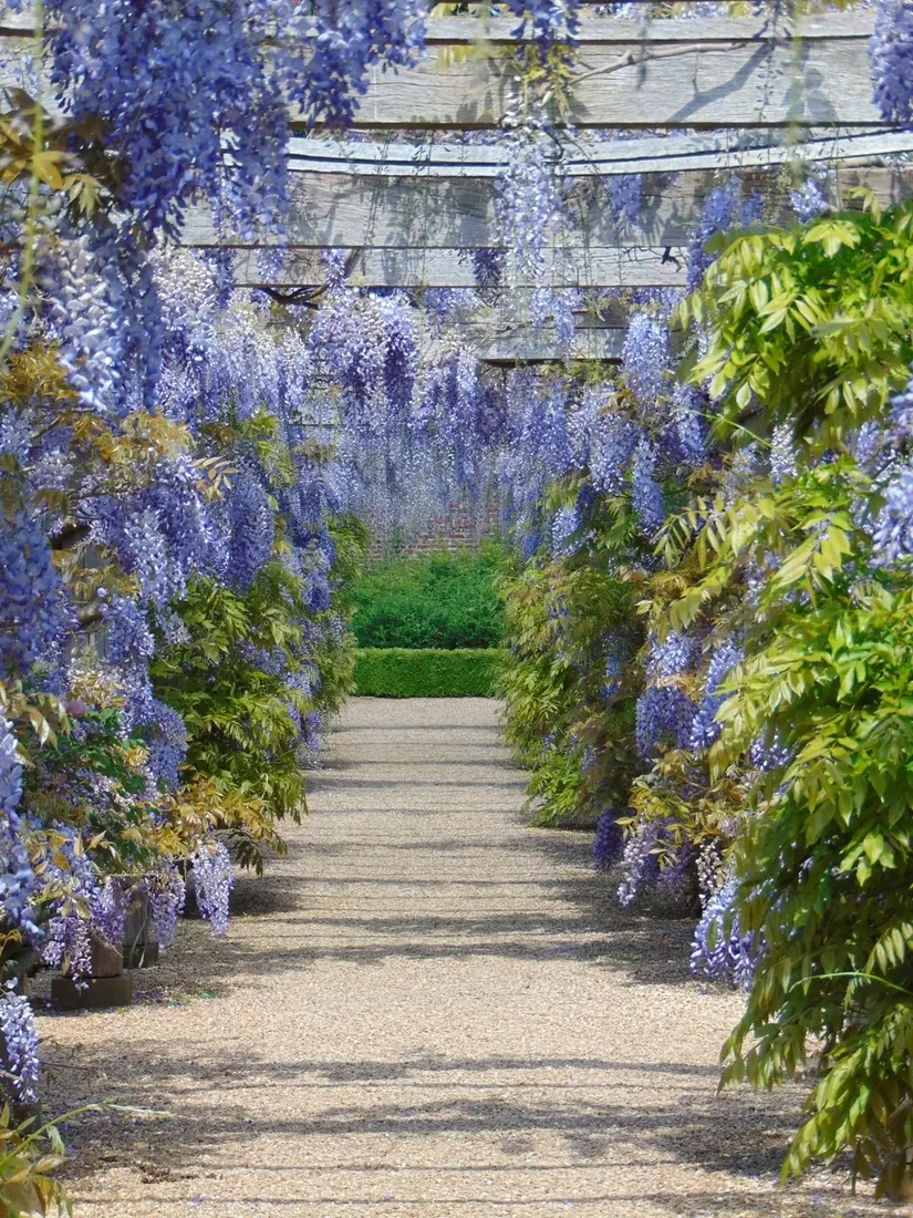 niebieska-karlowa-wisteria-blue-moon-duze-sadzonki-roslina-w-postaci-sadzonka-w-pojemniku-do-05l