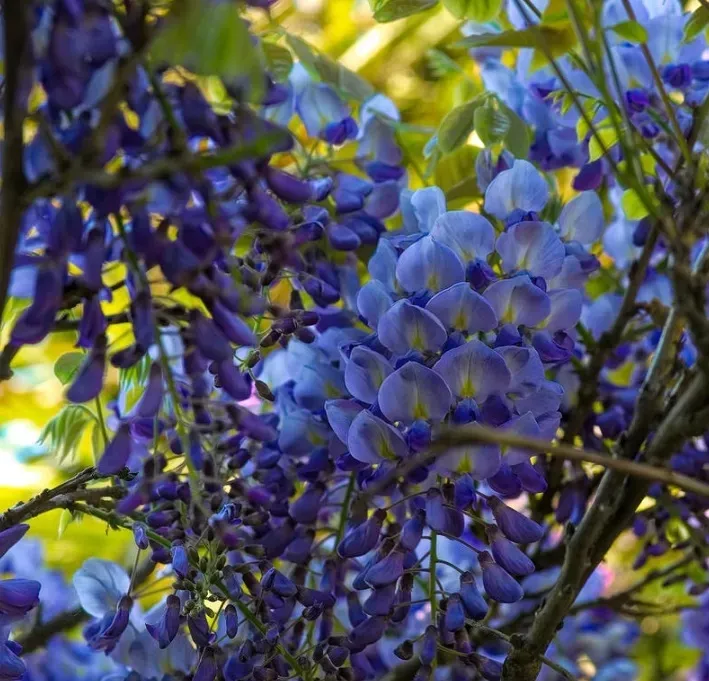 niebieska-karlowa-wisteria-blue-moon-duze-sadzonki-roslina-w-postaci-sadzonka-w-pojemniku-do-05l