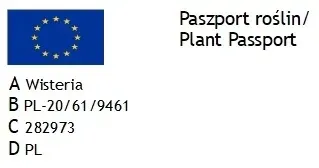 niebieska-karlowa-wisteria-blue-moon-duze-sadzonki-roslina-w-postaci-sadzonka-w-pojemniku-do-05l