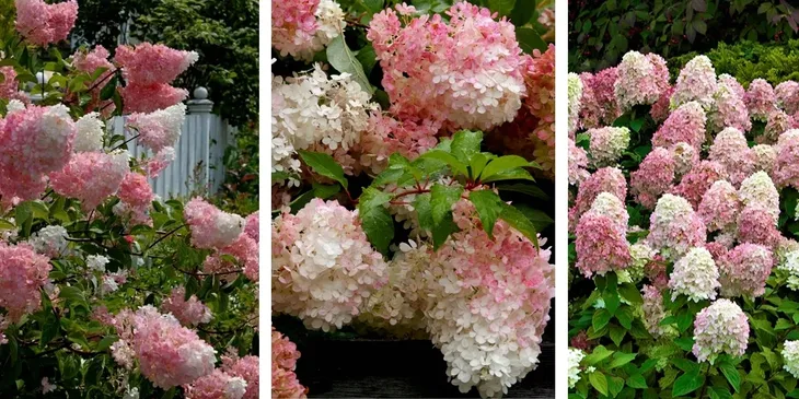 hortensja-bukietowa-sundae-fraise-miniaturowa-flagowa-odmiana-niezawodna-nazwa-lacinska-hydrangea-paniculata