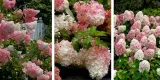 hortensja-bukietowa-sundae-fraise-miniaturowa-flagowa-odmiana-niezawodna-nazwa-lacinska-hydrangea-paniculata