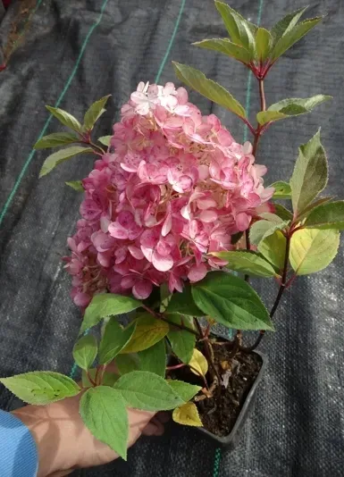 hortensja-bukietowa-sundae-fraise-miniaturowa-flagowa-odmiana-niezawodna