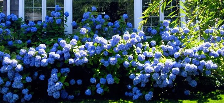 najbardziej-niebieska-hortensja-nikko-blue-piekna-sadzonki-styl-ogrod-japonski-ogrod-nowoczesny-ogrod-skalny-ogrod-srodziemnomorski-ogrod-wiejski