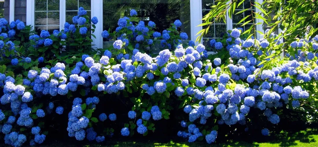 najbardziej-niebieska-hortensja-nikko-blue-piekna-sadzonki