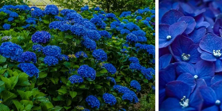 najbardziej-niebieska-hortensja-nikko-blue-piekna-sadzonki-kod-producenta-5904172842541