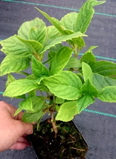 najbardziej-niebieska-hortensja-nikko-blue-piekna-sadzonki-nazwa-lacinska-inna