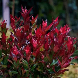 kiscien-miniaturowy-little-flames-zimozielony-nie-zrzuca-lisci-na-zime