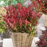 kiscien-miniaturowy-little-flames-zimozielony-nie-zrzuca-lisci-na-zime-roslina-w-postaci-sadzonka-w-pojemniku-05-1l